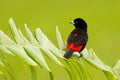 Tanager from tropic forest. Black and red song bird. Scarlet-rumped Tanager, Ramphocelus passerinii, exotic tropic red and black s Royalty Free Stock Photo