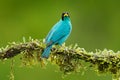 Tanager from tropic forest. Close-up portrait of nice animal in habitat. Detail of beautiful bird. Green Honeycreeper, Chlorophane