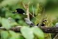 Tanagers eating banana Royalty Free Stock Photo