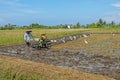 TANAH LOT, BALI - DECEMBER 27, 2019: Balinese worker ploughing the land after harvesting the rice on the ricefields in Bali