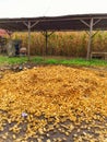 Corn Cobs Waste