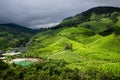 Tanah Rata tea plantation in Cameron Highlands, Malaysia. Royalty Free Stock Photo