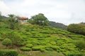 Tanah Rata Tea Plantation Royalty Free Stock Photo