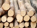 Tanaka wood Royalty Free Stock Photo