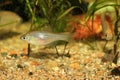 Tanakia limbata tango fish Royalty Free Stock Photo