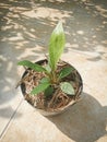 Tanaman anthurium jemani tanduk , Anthurium jemani horn plant
