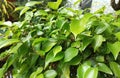 green leaves of ornamental plants such as the leaves of the banyan tree, bonsai plants