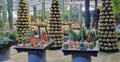 Tanaman Bonsai Kaktus Royalty Free Stock Photo