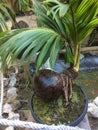 Coconut bonsai plants by the pool