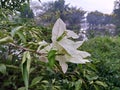 white Bougainvillea flower plants grow on the side of the lake Royalty Free Stock Photo