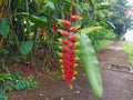 Tanaman hias Pisang pisangan bali or Heliconia rostrata or False bird of paradise or the hanging lobster or red palulu. Royalty Free Stock Photo