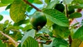 Guava plants are cultivated by local farmers in Papua Royalty Free Stock Photo