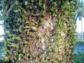 Tanaman mini tumbuh di pohon-pohon Royalty Free Stock Photo