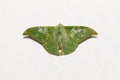 Tanaorhinus viridiluteatus moth