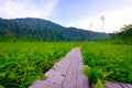 Tanashiro Marshland, Japan.