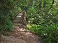 Tanawha Trail at Rough Ridge