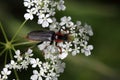 Tanbark borer or violet tanbark beetle