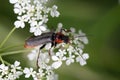 Tanbark borer or violet tanbark beetle