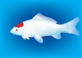 Tancho Koi carp Royalty Free Stock Photo