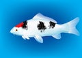 Tancho Sanke Koi carp Royalty Free Stock Photo