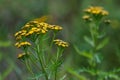 Tancy yellow flower growing in wild in Siberia on a meadow Royalty Free Stock Photo