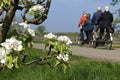 On tandem cycling older people and blossom branch Royalty Free Stock Photo
