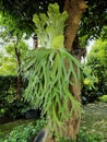 Tanduk Rusa is one of Javanese Plant in Indonesia. That plant similiar to dear antlers
