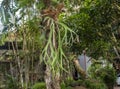 Tanduk Rusa, Platycerium coronarium or Staghorn Fern in the garden