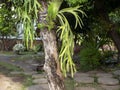 Tanduk Rusa, Platycerium coronarium or Staghorn Fern in the garden