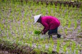 Tandur or planting rice Royalty Free Stock Photo