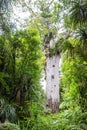 Tane Mahuta, also called Lord of the Forest, is a giant kauri tree in the Waipoua Forest, New Zealand Royalty Free Stock Photo