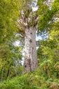 Tane Mahuta in the Waipoua Forest