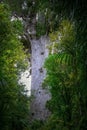Tane Mahuta giant kauri tree, Waipoua Forest, North Island, New Zealand.
