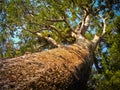 Tane Mahuta, the highest tree in New Zealand Royalty Free Stock Photo