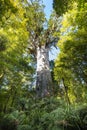 Tane Mahuta Kauri Tree Royalty Free Stock Photo