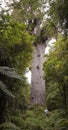 Tane Mahuta - Largest Kauri Tree In New Zealand