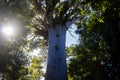 Tane Mahuta Lord of the Forest - New Zealand Kauri Tree in Waipoa Forest North Island