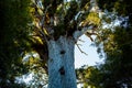 Tane Mahuta - Lord of the Forest - Waipua