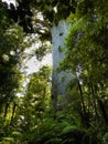 Tane Mahuta in New Zealand