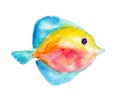 The tang fish, watercolor illustration isolated on white. Royalty Free Stock Photo