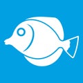 Tang fish, Zebrasoma flavescens icon white