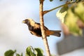 Tangara cayana in profile with no beak food