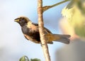 Tangara cayana in profile with no beak food