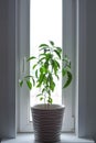 tangarine tree on the windowsill. Royalty Free Stock Photo