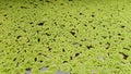 Tangerang 22 October 2023: Green leafy azolla plants that grow on water for poultry feed