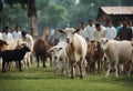 Tangerang, Indonesia - June 28, 2023 : Islam determines the types of animals that can be used as sacrifices during Eid al-Adha.