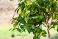 Tangerin tree grows. Branch with fresh green oranges, sunny day. Citrus garden in Sicily Royalty Free Stock Photo