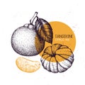 Tangerine Vintage Design Template. Hand Drawn Botanical Illustration. Engraved Vector Drawing. Citrus Fruit.