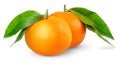 Isolated tangerines Royalty Free Stock Photo