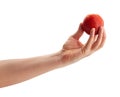 Blood tangerine in hand Royalty Free Stock Photo